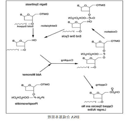 5-羧基荧光素标记DNA 5-羧基荧光素标记DNA