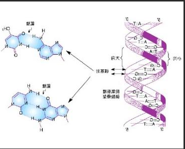 脱氧核糖核酸DNA修饰碱基5-甲基胞嘧啶