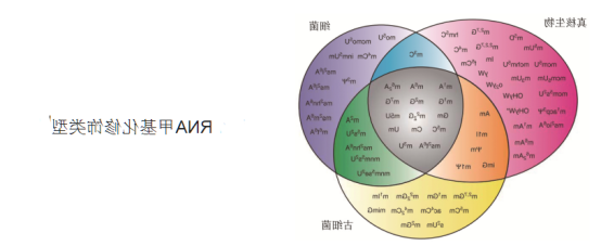 异硫氰酸荧光素标记RNA