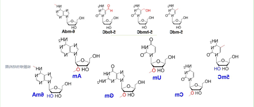 吲哚菁绿ICG标记RNA