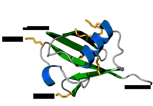 Ub-HRP Ub-HRP