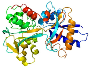 BSA-Rh BSA-Rh