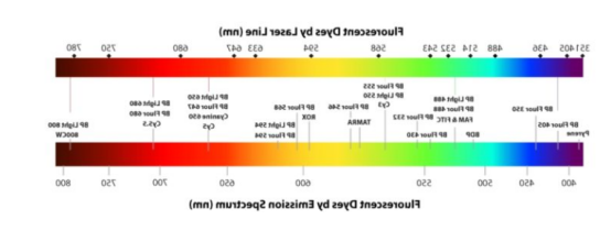 5-TAMRA-WS2 NPs