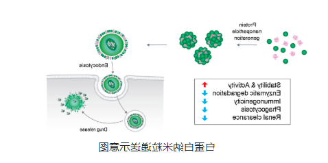 白蛋白纳米粒