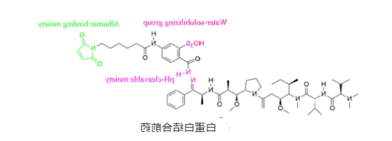 白蛋白-药物结合物
