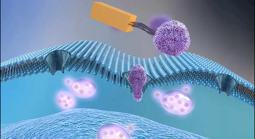 DBCO-PEG-Acetylthio 