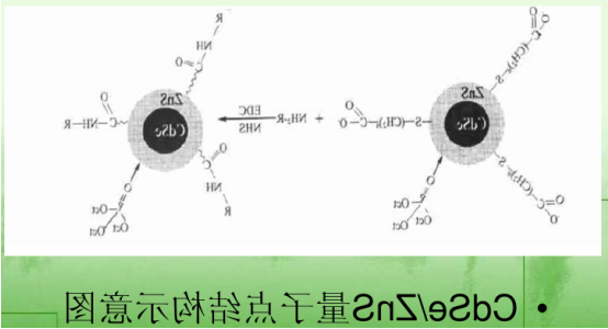 硒化镉/硫化锌量子点