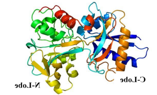 Transferrin  
