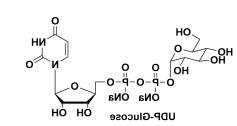 尿苷-5'-二磷酸葡萄糖二钠盐,UDP-α-D-Glucose, Disodium Salt,UDPG 尿苷-5'-二磷酸葡萄糖二钠盐,UDP-α-D-Glucose, Disodium Salt,UDPG