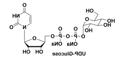 URIDINE 5'-DIPHOSPHOGLUCOSE DISODIUM SALT，尿嘧啶核苷-5'-二磷酸葡萄糖(UDP-G)