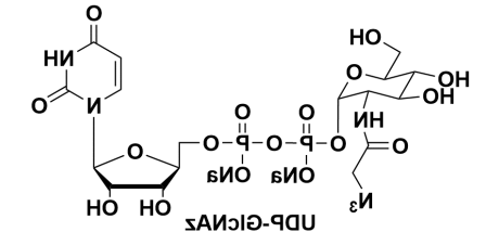 叠氮修饰的尿苷二磷酸糖,UDP-GlcNAz,UDP-Azido-GlcNAc 叠氮修饰的尿苷二磷酸糖,UDP-GlcNAz,UDP-Azido-GlcNAc
