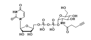 UDP-2-alkynyl-GlcNAc,N-乙酰葡糖胺,乙酰氨基葡糖,炔基修饰N-乙酰葡糖胺,乙酰氨基葡糖 UDP-2-alkynyl-GlcNAc,N-乙酰葡糖胺,乙酰氨基葡糖,炔基修饰N-乙酰葡糖胺,乙酰氨基葡糖