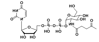 UDP-2-carbonyl-GlcNAc,羧基修饰尿苷二磷酸,羧基标记核苷酸糖 UDP-2-carbonyl-GlcNAc,羧基修饰尿苷二磷酸,羧基标记核苷酸糖