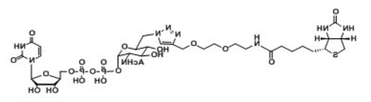 UDP-6-Biotinyl-GlcNAc,生物素标记核苷酸糖,生物素化尿苷二磷酸,生物素修饰N-乙酰葡糖胺,乙酰氨基葡糖 UDP-6-Biotinyl-GlcNAc,生物素标记核苷酸糖,生物素化尿苷二磷酸,生物素修饰N-乙酰葡糖胺,乙酰氨基葡糖