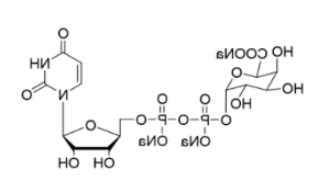 尿苷5′-二磷酸三钠盐二钠盐,UDP-GalA.3Na,Uridine5'-diphospho-galuronicacidtrisodium 尿苷5′-二磷酸三钠盐二钠盐,UDP-GalA.3Na,Uridine5'-diphospho-galuronicacidtrisodium
