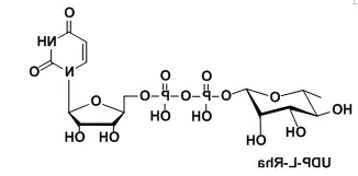 尿苷二磷酸修饰鼠李糖,Uridine diphosphate rhamnose,Uridine5'-(trihydrogendiphosphate),P'-(6-deoxy-β-L-mannopyranosyl)ester 尿苷二磷酸修饰鼠李糖,Uridine diphosphate rhamnose,Uridine5'-(trihydrogendiphosphate),P'-(6-deoxy-β-L-mannopyranosyl)ester