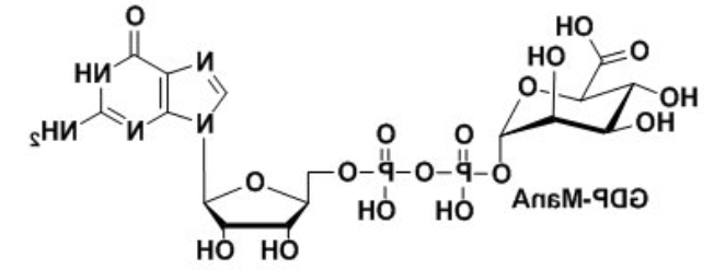 鸟苷二磷酸甘露糖醛酸，GDP-ManA，guanosine diphosphate mannuronic acid