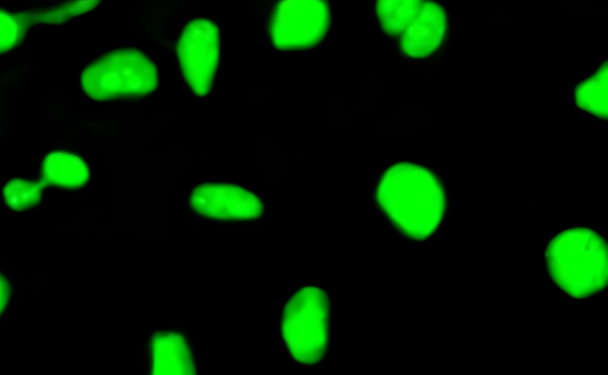 FITC  