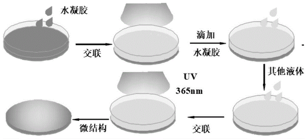 甲基丙烯酰化明胶(Gelma)光固化水凝胶 甲基丙烯酰化明胶(Gelma)光固化水凝胶