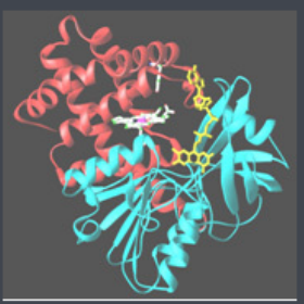 Raltitrexed-PEG-Catalase