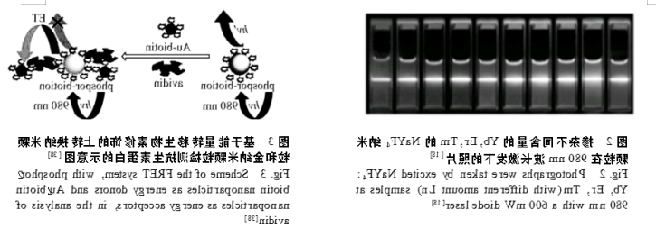 稀土掺杂上转换氟化物纳米材料 稀土掺杂上转换氟化物纳米材料
