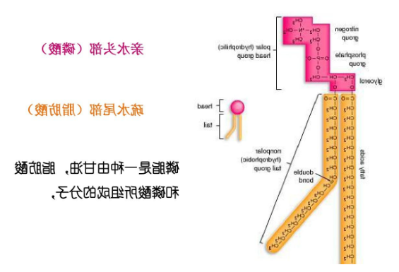 DPPC-PEG-PLA 二棕榈酰磷脂酰胆碱-聚乙二醇-聚乳酸 DPPC-PLA 二棕榈酰磷脂酰胆碱-聚乳酸 DPPC-PEG-PLA 二棕榈酰磷脂酰胆碱-聚乙二醇-聚乳酸 DPPC-PLA 二棕榈酰磷脂酰胆碱-聚乳酸