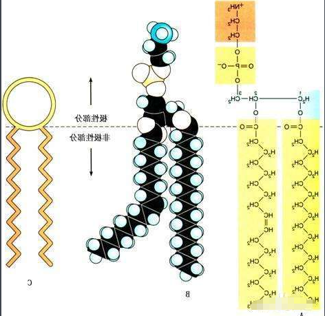 DSPC-Se-Se-Azithromycin