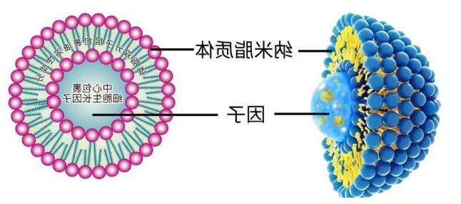 荧光CY5.5-脂质体修饰MOF材料ZIF-8