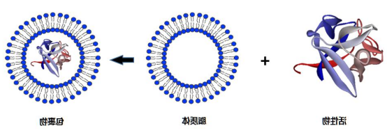 多肽修饰细胞膜递送siRNA;介孔硅负载siRNAg