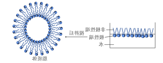 MAL标记的脂质体包载FITC/ICG/CY荧光染料