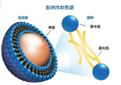 脂质体包载超顺磁性氧化铁纳米粒(SPIO)和荧光表面