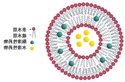 脂质体包药表面修饰荧光染料