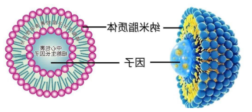 脂质体包裹药物阿苯达唑 脂质体包裹药物阿苯达唑