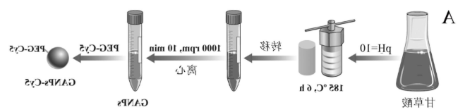 甘草酸纳米粒GANPs 甘草酸纳米粒GANPs