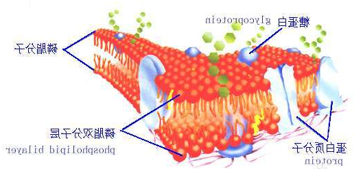 DSPE-PEG2000-DNA