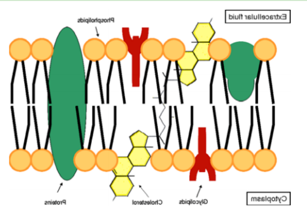 DSPE-PEG-PTP