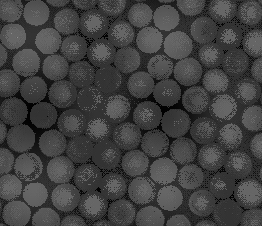 生物素化聚苯乙烯微球的产品 生物素化聚苯乙烯微球的产品