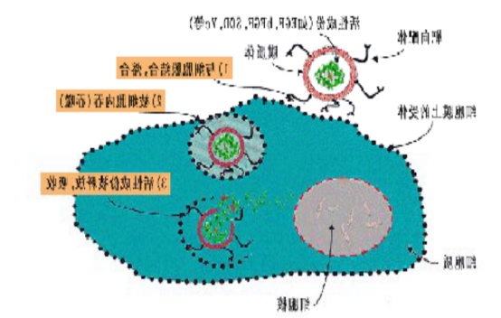 盐酸小檗碱脂质体