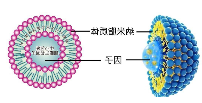 氟比洛芬酯脂质体