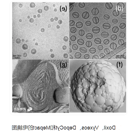 拓扑替康脂质体 Liposomes