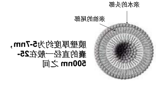 盐霉素脂质体