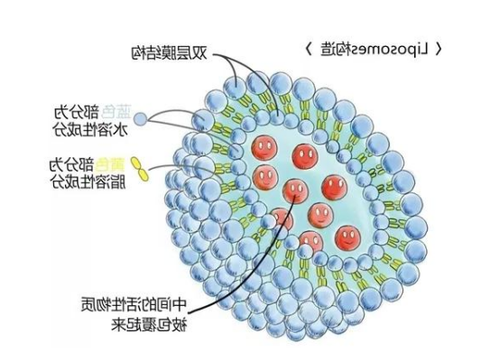 人参皂甙脂质体(GSL) 