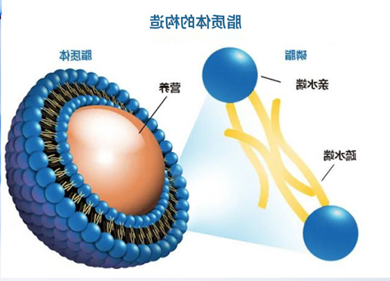 载长春新碱脂质体