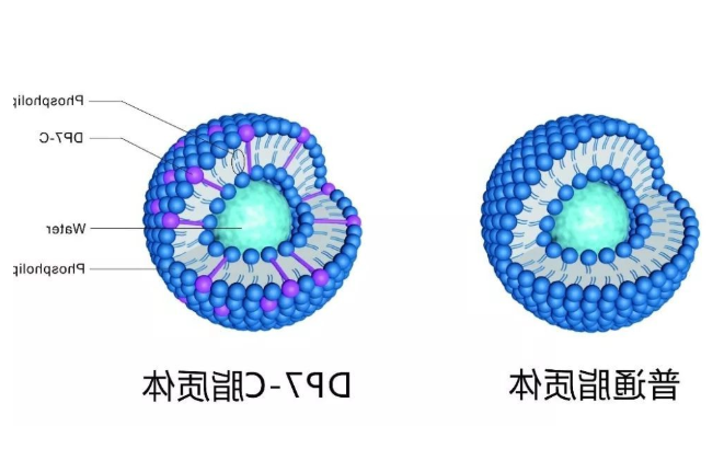 载长春新碱脂质体