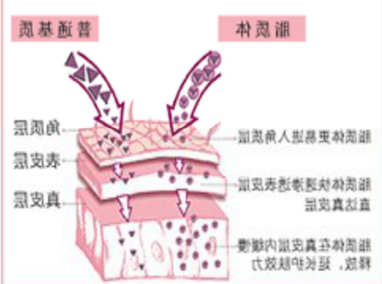 载mRNA阳离子脂质体