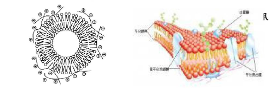 载质粒DNA阳离子脂质体