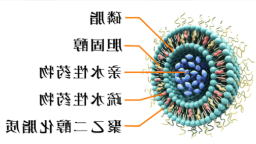 HSPC:Chol (55:45) Liposomes HSPC:Chol (55:45) Liposomes