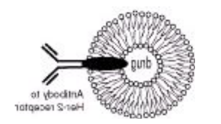 DOPS:DOPC (1:99) Liposomes DOPS:DOPC (1:99) Liposomes
