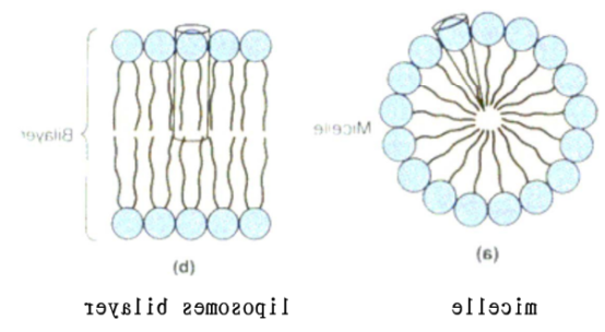 DOPS:DOPC (0.5:99.5) Liposomes