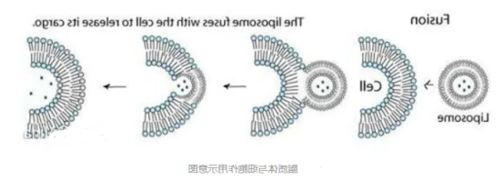 DOPG:DOPC (1:99) Liposomes 